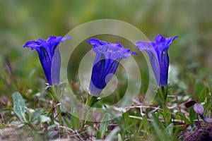 Closeup of three blue gentian blossoms