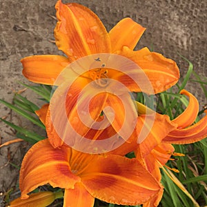 Closeup of three bright orange daylilies.