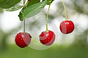 Closeup of three cherries with drops on cherry-tree