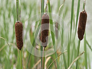 Closeup of three common bulrush seedheads, Typha latifolia photo