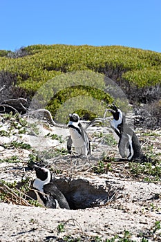 Closeup of three cute Penguin on the Boulders Beach in Cape Town in South Africa