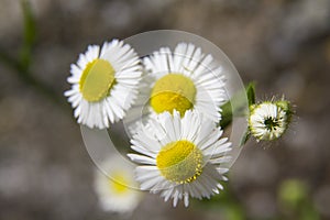 Closeup of three field daisy flowers with yellow centers