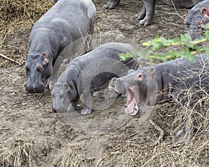 Closeup of three hippos standing on edge of river, one with mouth wide open