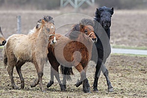 Closeup of three Icelandic horses in different colors running in a grassland