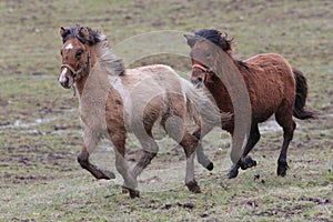 Closeup of three Icelandic horses in different colors running in a grassland