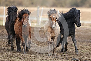 Closeup of three Icelandic horses in different colors running in a grassland