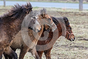 Closeup of three Icelandic horses running in a grassland