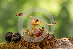 Closeup three ladybugs swinging on the branch on the mushroom and one ladybug crawling on fungus. green background