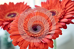 Closeup of three magnificent red gerberas. Red flowers on white