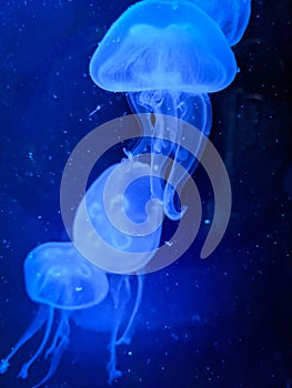 Closeup of three medusas against the blue background