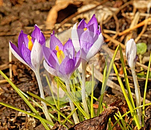 closeup of three purple Crocus and one bud in Spring sunshine