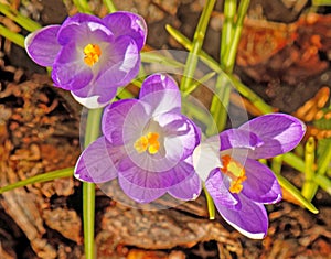closeup of three purple Crocus in Spring sunshine