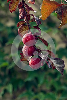 Closeup of three ripe plums with water drops on the red leaves branch. Fruits harvest concept