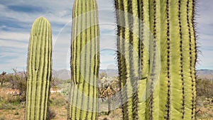 Closeup of Three Saguaros