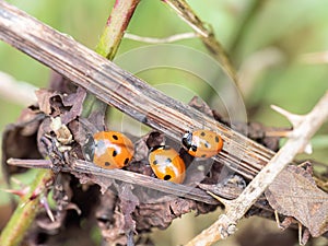 A closeup of three seven spotted ladybirds aka ladybugs (Coccinellidae) in a hedge. UK.