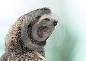 Closeup of a Three-toed Sloth - Panama photo