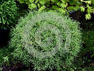 Closeup of Thuja occidentalis, 'Mr Bowling Ball'