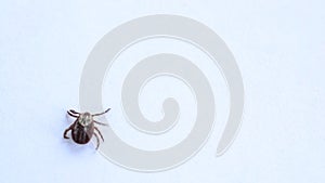 Closeup of tick walking through frame on white