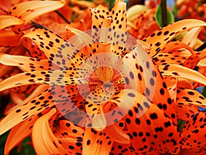 Closeup Tiger Lily
