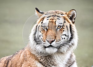 Closeup tiger in natural habitat, showcasing intricate stripes and intense gaze. Surrounded by nature, highlighting wild and