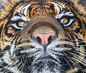 Closeup tiger nose mouth