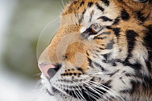 Closeup tiger portrait