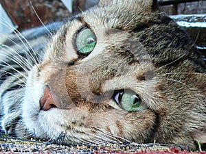 A closeup of a tiger-striped cat`s head with it`s fantastic big green eyes.