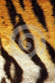 Closeup of tiger stripes on fur