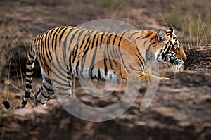 Closeup of a Tigress behind the rock, Ranthambore Tiger Reserve