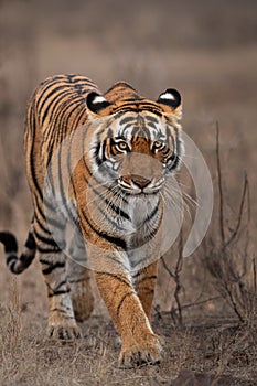 A closeup of a Tigress, Ranthambore Tiger Reserve