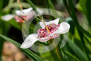 A closeup of Tigrida pavonia flower. photo