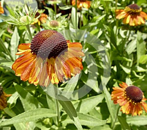 Closeup of the "Tiki Torch" Coneflower (Echinacea) with yellow petals on the blurred background