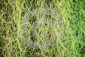 Closeup Tillandsia usneoides or spanish moss background. Selective focus