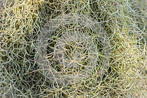 Closeup Tillandsia usneoides or spanish moss background. Selective focus