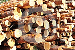 Closeup of Timber Logs