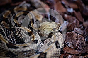 Closeup of a Timber rattlesnake, Crotalus horridus snake captured in a zoo