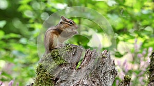 Closeup timelapse video of an adorable Chipmunk eating a nut on a knot in the forest