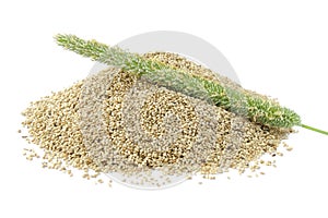 Closeup of timothy grass and seeds isolated on white background. Green timothy Phleum pratense sultan and freshly