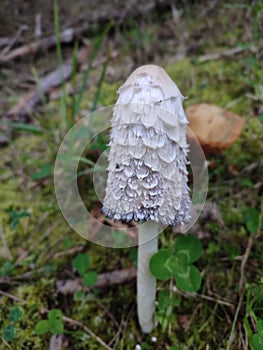 Closeup of Tintlinge (Coprinus sensu lato) mushroom in a green ground
