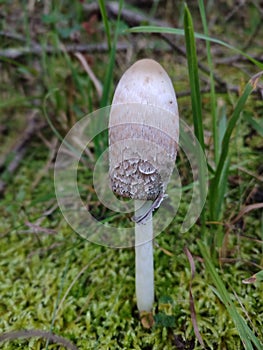 Closeup of Tintlinge (Coprinus sensu lato) mushroom in a green ground