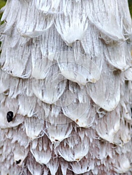 Closeup of Tintlinge (Coprinus sensu lato) mushroom in a green ground