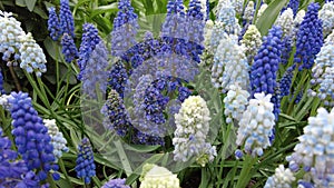 Closeup of the tiny blue and white grape hyacinth flowers blooming in the Spring