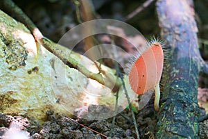 Tiny Bristly Tropical Cup Mushroom Growing on a Decayed log photo