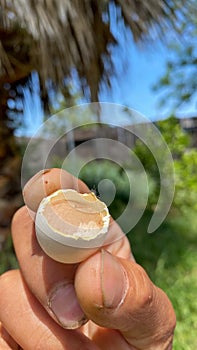 Closeup of a Tiny Eggshell
