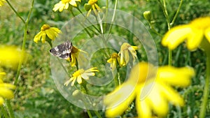 Closeup tiny field bindweed moth on a yellow eastern groundsel blooming plant