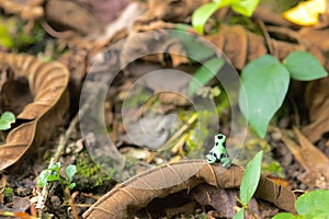 Closeup of a tiny Green and black poison dart frog perched on a leaf