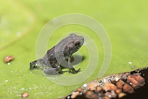 A tiny frog sits on a lily pad leaf