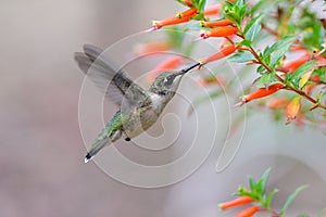 Closeup of a tiny Hummingbird (Trochilidae) drinking nectar from a flower on the blurred background