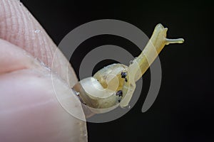 Closeup with tiny opeas pyrgula awlsnail