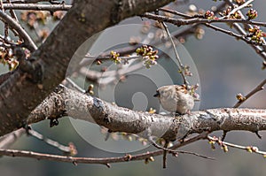 Closeup of a tiny sparrow on a tree branch under the sunlight in Villeneuve in Switzerland